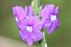 Stachytarpheta urticifolia