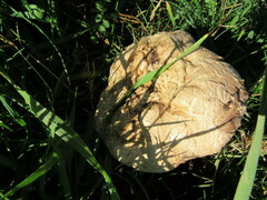 Agaricus