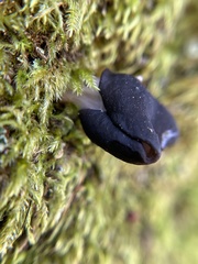Helvella