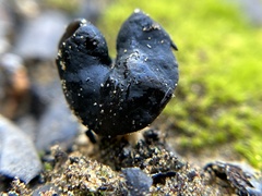Helvella