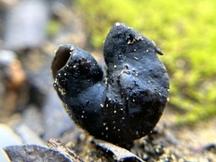 Helvella