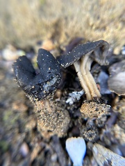 Helvella