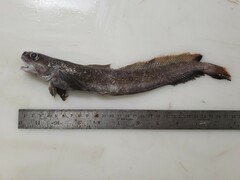 Enchelyopus cimbrius