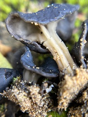 Helvella