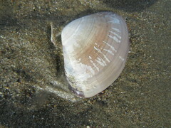 Tivela