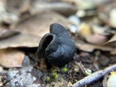 Helvella