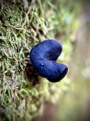 Helvella