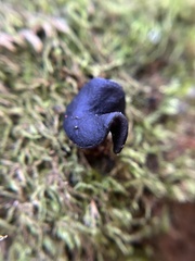 Helvella