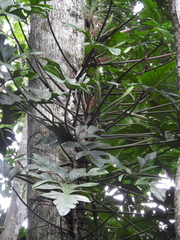 Philodendron pedatum