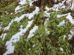Astragalus americanus