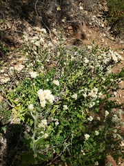 Pseudognaphalium biolettii