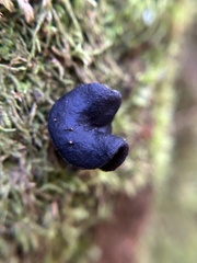 Helvella
