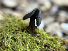 Helvella