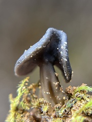 Helvella