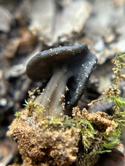 Helvella