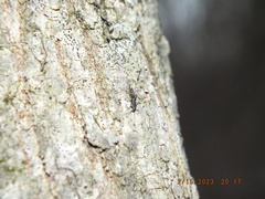Allocapnia vivipara