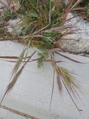 Bromus madritensis
