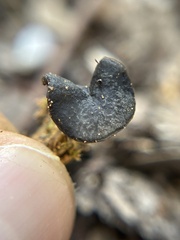 Helvella