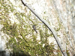 Allocapnia vivipara