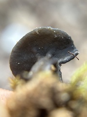 Helvella