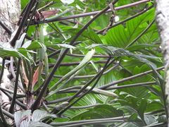 Philodendron pedatum