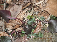 Packera obovata