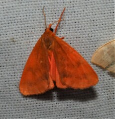 Virbia aurantiaca