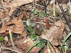 Cardamine douglassii