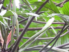 Philodendron pedatum