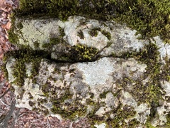 Bagliettoa calciseda