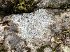 Bagliettoa calciseda