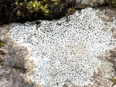 Bagliettoa calciseda