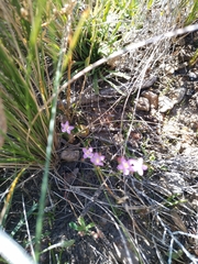 Centaurium erythraea