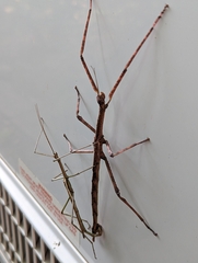Phasmatini