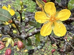 Ochna thomasiana
