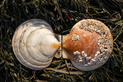 Placopecten magellanicus