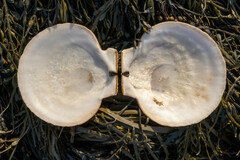 Placopecten magellanicus