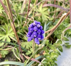 Muscari neglectum