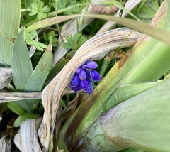 Muscari neglectum