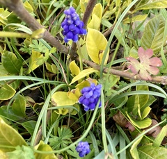 Muscari neglectum