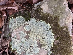 Punctelia missouriensis