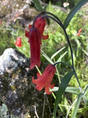 Fritillaria recurva