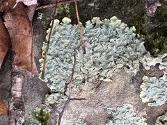 Punctelia missouriensis