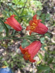 Fritillaria recurva