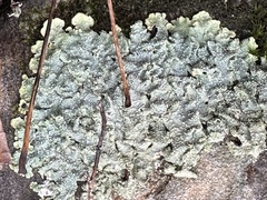 Punctelia missouriensis