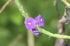 Stachytarpheta urticifolia