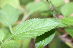 Stachytarpheta urticifolia
