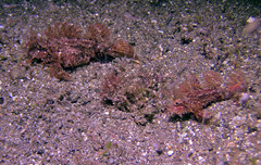 Pteroidichthys amboinensis