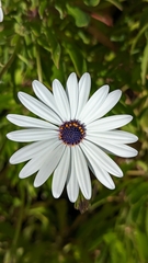 Dimorphotheca ecklonis