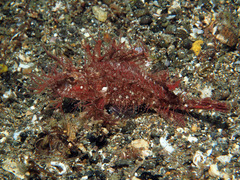 Pteroidichthys amboinensis
